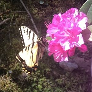 Meet your Posher, Monica